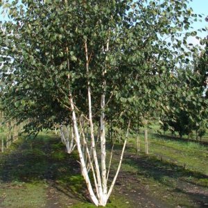 Breza himalájska (Betula utilis) ´JACQUEMONTII´ - výška 230-250 cm, kont. C110L (-24°C)